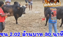คลิปวัวชนย้อนหลัง ผลการชน โคโหนดงามรุ่งเพชร (ไอ้เสือก) VS โคโหนดแซมเพชรดาราชัย (บักร้าย)
