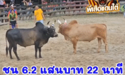 คลิปวัวชนย้อนหลัง ผลการชน โคขาวงามไทยพานิช (เบ็นเท็น) VS โคโหนดหลังขาวเพชรนำโชค (ไอเดี่ยว)