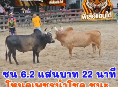 คลิปวัวชนย้อนหลัง ผลการชน โคขาวงามไทยพานิช (เบ็นเท็น) VS โคโหนดหลังขาวเพชรนำโชค (ไอเดี่ยว)