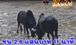 คลิปวัวชนย้อนหลัง ผลการชน โคโหนดงามศิริขวัญวันฉลอง (ทัพหลวง) VS โคนิลแซมเหนือพยัคฆ์จอมราชันลีลาชัย (สามเซียน)