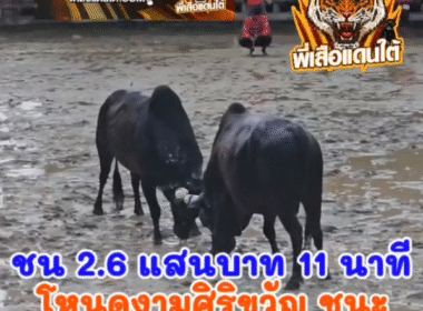 คลิปวัวชนย้อนหลัง ผลการชน โคโหนดงามศิริขวัญวันฉลอง (ทัพหลวง) VS โคนิลแซมเหนือพยัคฆ์จอมราชันลีลาชัย (สามเซียน)
