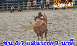 คลิปวัวชนย้อนหลัง ผลการชน โคลันดารณชัย (ข้างหนัก) VS โคแดงลายงามยอดเก้าอัศวิน (อ้ายเงาะ)