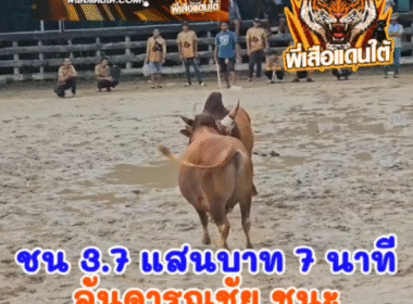 คลิปวัวชนย้อนหลัง ผลการชน โคลันดารณชัย (ข้างหนัก) VS โคแดงลายงามยอดเก้าอัศวิน (อ้ายเงาะ)