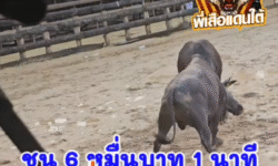 คลิปวัวชนย้อนหลัง ผลการชน โหนดแสนเชิงเล็ก (เฉื่อยนาวา) VS โคนิลทางหลวง