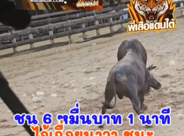 คลิปวัวชนย้อนหลัง ผลการชน โหนดแสนเชิงเล็ก (เฉื่อยนาวา) VS โคนิลทางหลวง