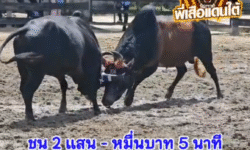 คลิปวัวชนย้อนหลัง ผลการชน ลายพยัคฆ์เพลงสังหาร  VS ดุกด้างก้องชัย