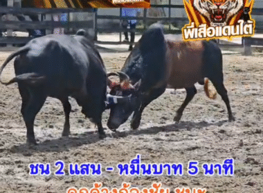 คลิปวัวชนย้อนหลัง ผลการชน ลายพยัคฆ์เพลงสังหาร  VS ดุกด้างก้องชัย