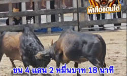 คลิปวัวชนย้อนหลัง ผลการชน โหนดงามห้าพยัคฆ์พิทักษ์นำชัย (อ้ายสิงหา)  VS  โหนดเพชรมรกต (อ้ายบิลเลี่ยน)