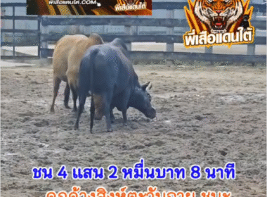 คลิปวัวชนย้อนหลัง ผลการชน ดุกด้างพยัคฆ์แชมสิงห์ตะวันฉาย (บักแชมตำหรอย) VS ลังสาดเพชรดำ