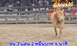 คลิปวัวชนย้อนหลัง ผลการชน โหนดเจ้าคุณปู่เทพนิมิต (ไอ้ลูกปัด) VS แดงจอมยุทธไร้ปราณีวันทรงชัย