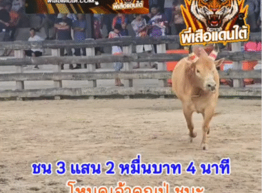 คลิปวัวชนย้อนหลัง ผลการชน โหนดเจ้าคุณปู่เทพนิมิต (ไอ้ลูกปัด) VS แดงจอมยุทธไร้ปราณีวันทรงชัย
