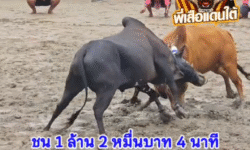 คลิปวัวชนย้อนหลัง ผลการชน โหนดพยัคม์แสนเก่ง (สงกรานต์)  VS  ลังสาดแดงบัญชาการทหารไทย (ปักเป้า)