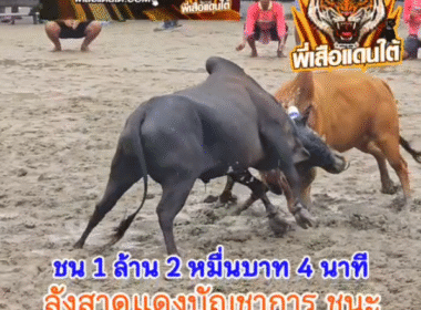 คลิปวัวชนย้อนหลัง ผลการชน โหนดพยัคม์แสนเก่ง (สงกรานต์)  VS  ลังสาดแดงบัญชาการทหารไทย (ปักเป้า)