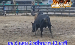 คลิปวัวชนย้อนหลัง ผลการชน ดุกด้างปานเพชร (ปานเทพ)  VS โหนดฉลองชัย (ไข่แดง)