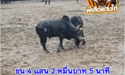 คลิปวัวชนย้อนหลัง ผลการชน โหนดงามยอดเกรียงไกรขวัญใจเด็กราม (มังคุด)  VS  โหนดดำอำมหิต (อ้ายแกลบ)