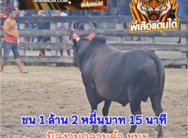 คลิปวัวชนย้อนหลัง ผลการชน ขาว ป.ต.ท. (รถถังสายใต้)  VS  นิลงามฉลามดำทายาทน้องใหม่