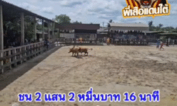 คลิปวัวชนย้อนหลัง ผลการชน ลันดาฟ้าวันใหม่ (ไอ้กวาง) VS  ขาวจอมโหด (ไอ้หนุน)
