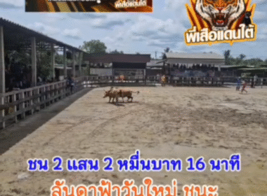 คลิปวัวชนย้อนหลัง ผลการชน ลันดาฟ้าวันใหม่ (ไอ้กวาง) VS  ขาวจอมโหด (ไอ้หนุน)
