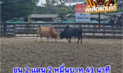 คลิปวัวชนย้อนหลัง ผลการชน ขาวงามเทพบัญชา (ไอ้จ่าแสบ)  VS โหนดทวีทรัพย์ยอดพิชิตชัย (เสาร์เอก)