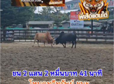 คลิปวัวชนย้อนหลัง ผลการชน ขาวงามเทพบัญชา (ไอ้จ่าแสบ)  VS โหนดทวีทรัพย์ยอดพิชิตชัย (เสาร์เอก)