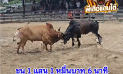 คลิปวัวชนย้อนหลัง ผลการชน โหนดเพชรมาเฟียร์ (เจ้าแทนใจ) VS ขาวงามสามอำเภอ (เสือเปีย)