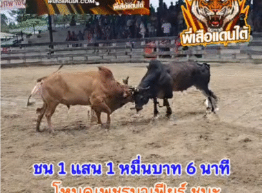 คลิปวัวชนย้อนหลัง ผลการชน โหนดเพชรมาเฟียร์ (เจ้าแทนใจ) VS ขาวงามสามอำเภอ (เสือเปีย)