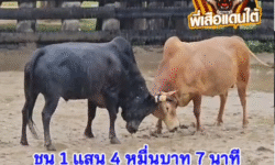 คลิปวัวชนย้อนหลัง ผลการชน โหนดลูกท้อนน้อย (ไอ้ดัง)  VS  ขาวรุ่งตะวัน (สุดรัก)