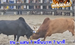 คลิปวัวชนย้อนหลัง ผลการชน นิลหัวโหดจอมพลเล็ก (เพชรดำ)  VS ขาวงามเพชรนำขวัญใจน้องเจ้าคุณ