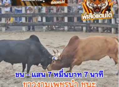คลิปวัวชนย้อนหลัง ผลการชน นิลหัวโหดจอมพลเล็ก (เพชรดำ)  VS ขาวงามเพชรนำขวัญใจน้องเจ้าคุณ
