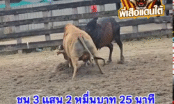 คลิปวัวชนย้อนหลัง ผลการชน ลังสาดเพชรแสนเหลี่ยม  VS โหนดเหมราช (อ้ายหลุกหลิก)