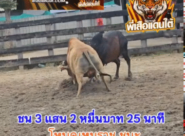 คลิปวัวชนย้อนหลัง ผลการชน ลังสาดเพชรแสนเหลี่ยม  VS โหนดเหมราช (อ้ายหลุกหลิก)