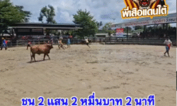คลิปวัวชนย้อนหลัง ผลการชน แดงพิชิดชัย VS โหนดสิงห์มณียอดมีชัย (อ้ายสิงห์มณี)