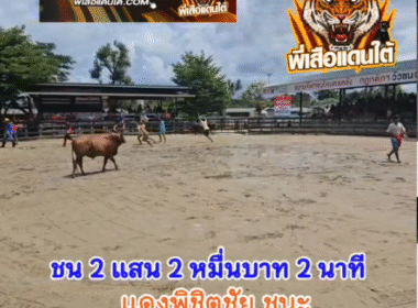 คลิปวัวชนย้อนหลัง ผลการชน แดงพิชิดชัย VS โหนดสิงห์มณียอดมีชัย (อ้ายสิงห์มณี)