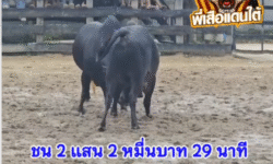 คลิปวัวชนย้อนหลัง ผลการชน โหนดเพชรวิชาชัย VS ดุกด้างเพชฌฆาตลายดอก (ดำดื้อ)