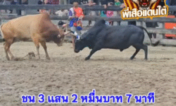 คลิปวัวชนย้อนหลัง ผลการชน นิลแซมเจ้าจอมยุทธ (ดำดิน) VS ขาวน้อยเพชรชมพูโชคนำชัยทายาทช้างเผือก (ไข่เดียว)