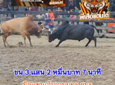 คลิปวัวชนย้อนหลัง ผลการชน นิลแซมเจ้าจอมยุทธ (ดำดิน) VS ขาวน้อยเพชรชมพูโชคนำชัยทายาทช้างเผือก (ไข่เดียว)