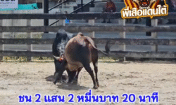 คลิปวัวชนย้อนหลัง ผลการชน นิลไม่ต้องถามหาถึงเวลาออกไปหาเองอยากเจอได้เจอ (มั่วหมด) VS ลันดาอัศวินแสนชนเดินชนเล็ก (ลันดาชาลี)