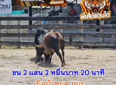 คลิปวัวชนย้อนหลัง ผลการชน นิลไม่ต้องถามหาถึงเวลาออกไปหาเองอยากเจอได้เจอ (มั่วหมด) VS ลันดาอัศวินแสนชนเดินชนเล็ก (ลันดาชาลี)
