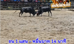 คลิปวัวชนย้อนหลัง ผลการชน ดุกด้างแสนเชิงเล็ก (ลูกดำ)  VS นิลแซมท้องลายดอกอัจฉริยะ (ไอ้หัวใจ)