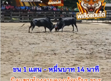 คลิปวัวชนย้อนหลัง ผลการชน ดุกด้างแสนเชิงเล็ก (ลูกดำ)  VS นิลแซมท้องลายดอกอัจฉริยะ (ไอ้หัวใจ)
