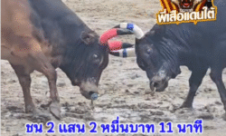คลิปวัวชนย้อนหลัง ผลการชน ลังสาดศรีศิลป์ (ม้าทอง) VS นิลเพลิงพยัคฆ์พิทักษ์นำชัย (บินหลา)