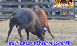 คลิปวัวชนย้อนหลัง ผลการชน ลังสาดเพชรณรงค์ชัย (สุดหล่อ)  VS โหนดแซมนนทิเพชรรุ่งเรือง (ยักษ์เล็ก)