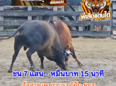 คลิปวัวชนย้อนหลัง ผลการชน ลังสาดเพชรณรงค์ชัย (สุดหล่อ)  VS โหนดแซมนนทิเพชรรุ่งเรือง (ยักษ์เล็ก)
