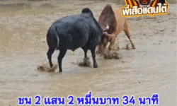 คลิปวัวชนย้อนหลัง ผลการชน ขาวคมพยัคฆ์ยอดนักล่า (ไอ้พริ้ว)  VS  นิลแซมมีสมบัติ (ลูกแซม)