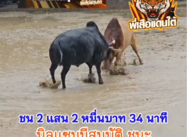 คลิปวัวชนย้อนหลัง ผลการชน ขาวคมพยัคฆ์ยอดนักล่า (ไอ้พริ้ว)  VS  นิลแซมมีสมบัติ (ลูกแซม)
