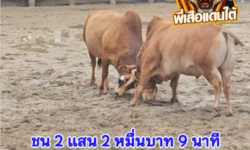 คลิปวัวชนย้อนหลัง ผลการชน ขาวพันพยัคฆ์ยอดอัศวิน (หลักทรัพย์) VS  แดงงามยอดเหนือเหลี่ยมตัดเพชร (นกแอ่น)