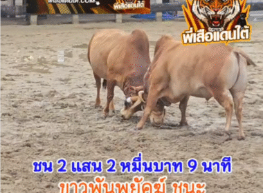 คลิปวัวชนย้อนหลัง ผลการชน ขาวพันพยัคฆ์ยอดอัศวิน (หลักทรัพย์) VS  แดงงามยอดเหนือเหลี่ยมตัดเพชร (นกแอ่น)