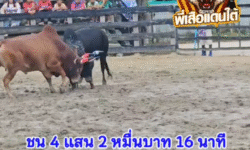 คลิปวัวชนย้อนหลัง ผลการชน แดงชาติพยัคฆ์สมบูรณ์ทรัพย์ (แดงเพลิง)  VS นิลแสนชัยขวัญใจท่าโด