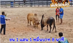 คลิปวัวชนย้อนหลัง ผลการชน โหนดปานเพชรเพชรพลังชัย (เด็กน้อย)  VS ขาวก้องฟ้าดาราชัย (สิบเอ็ด)