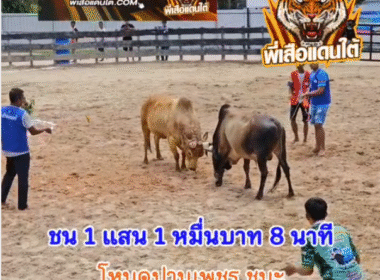 คลิปวัวชนย้อนหลัง ผลการชน โหนดปานเพชรเพชรพลังชัย (เด็กน้อย)  VS ขาวก้องฟ้าดาราชัย (สิบเอ็ด)